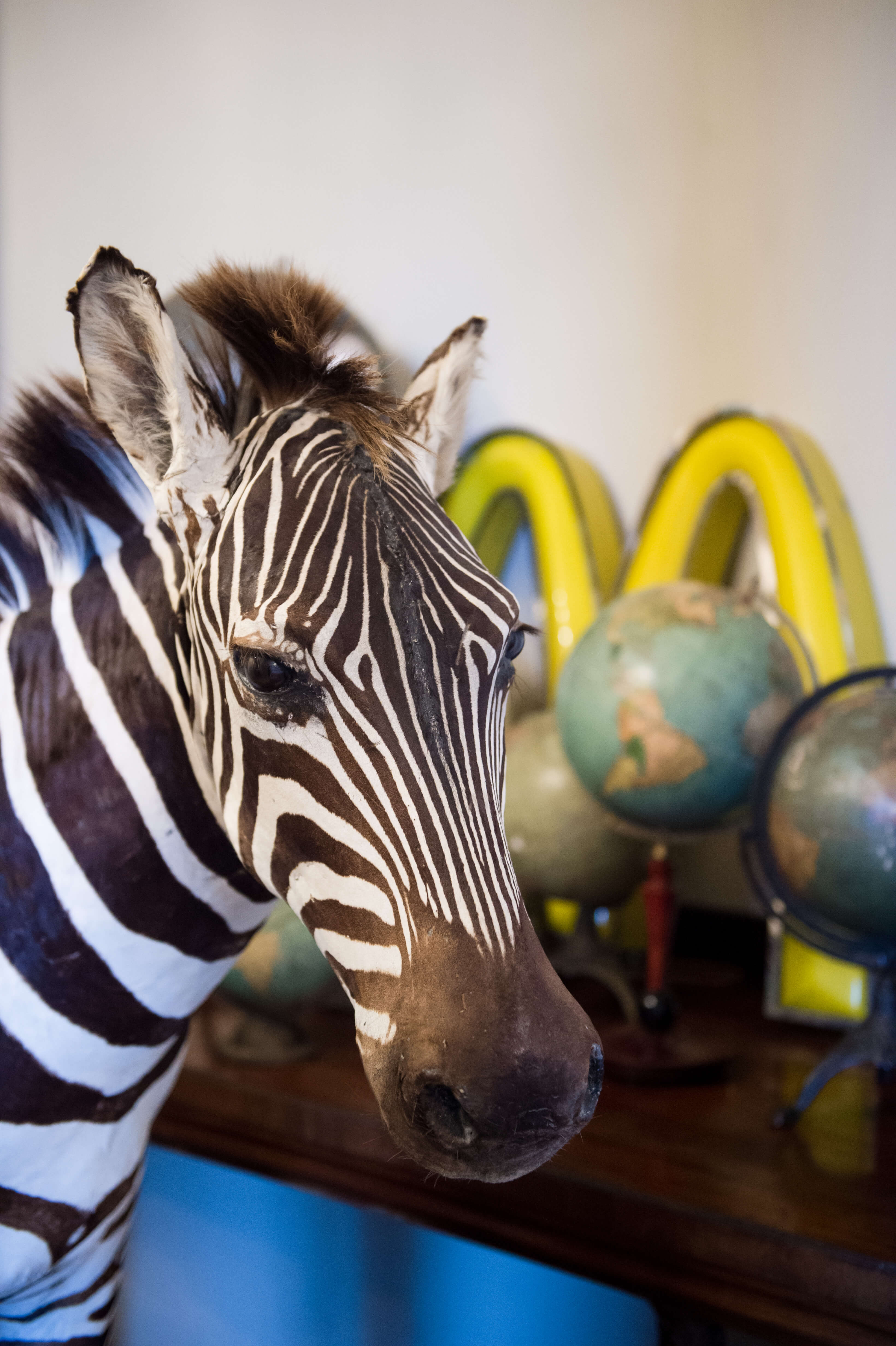 A zebra at aynhoe park